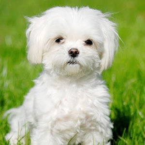 Meet your Posher, Ck